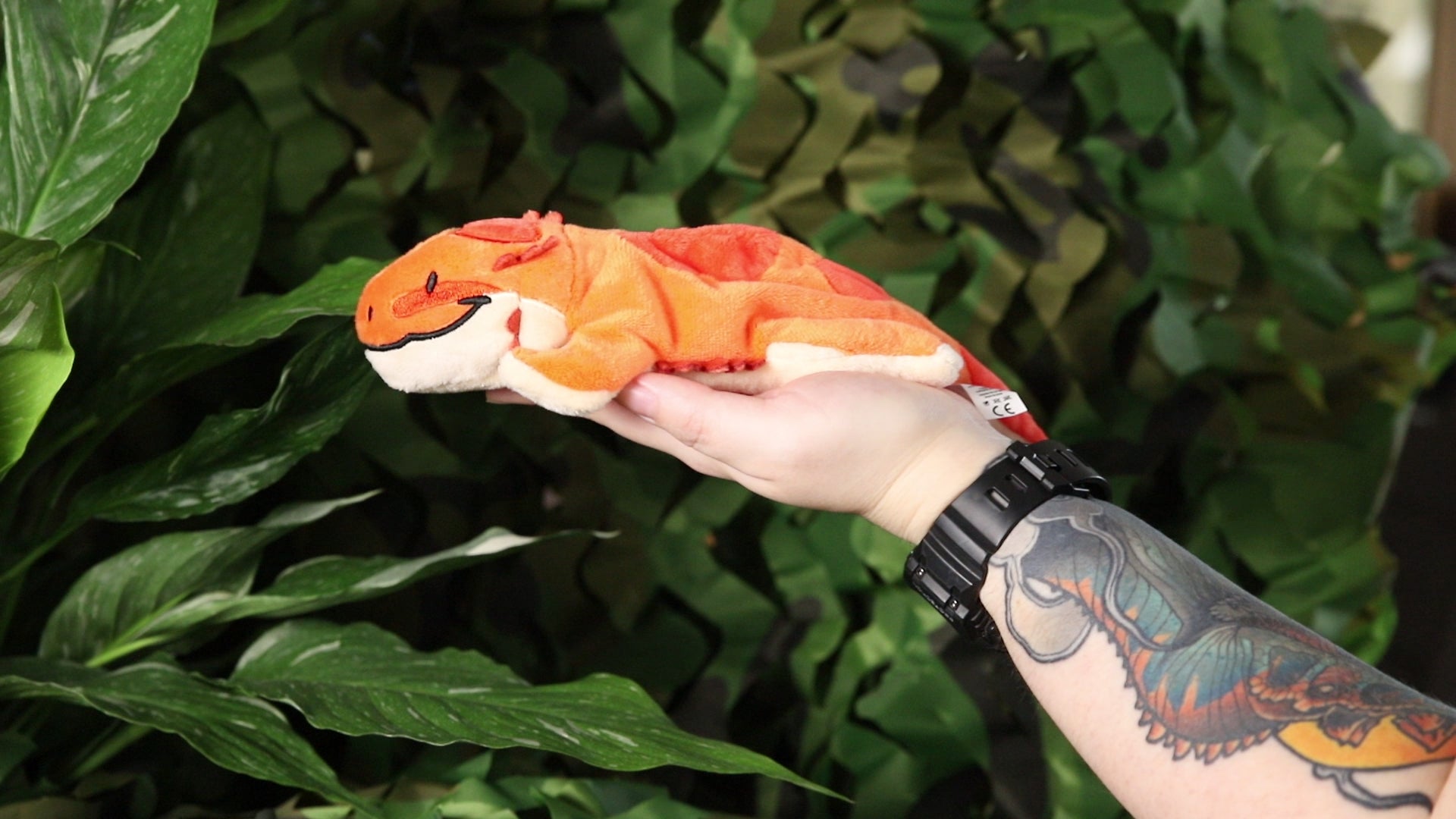 Balduin the Bearded Dragon