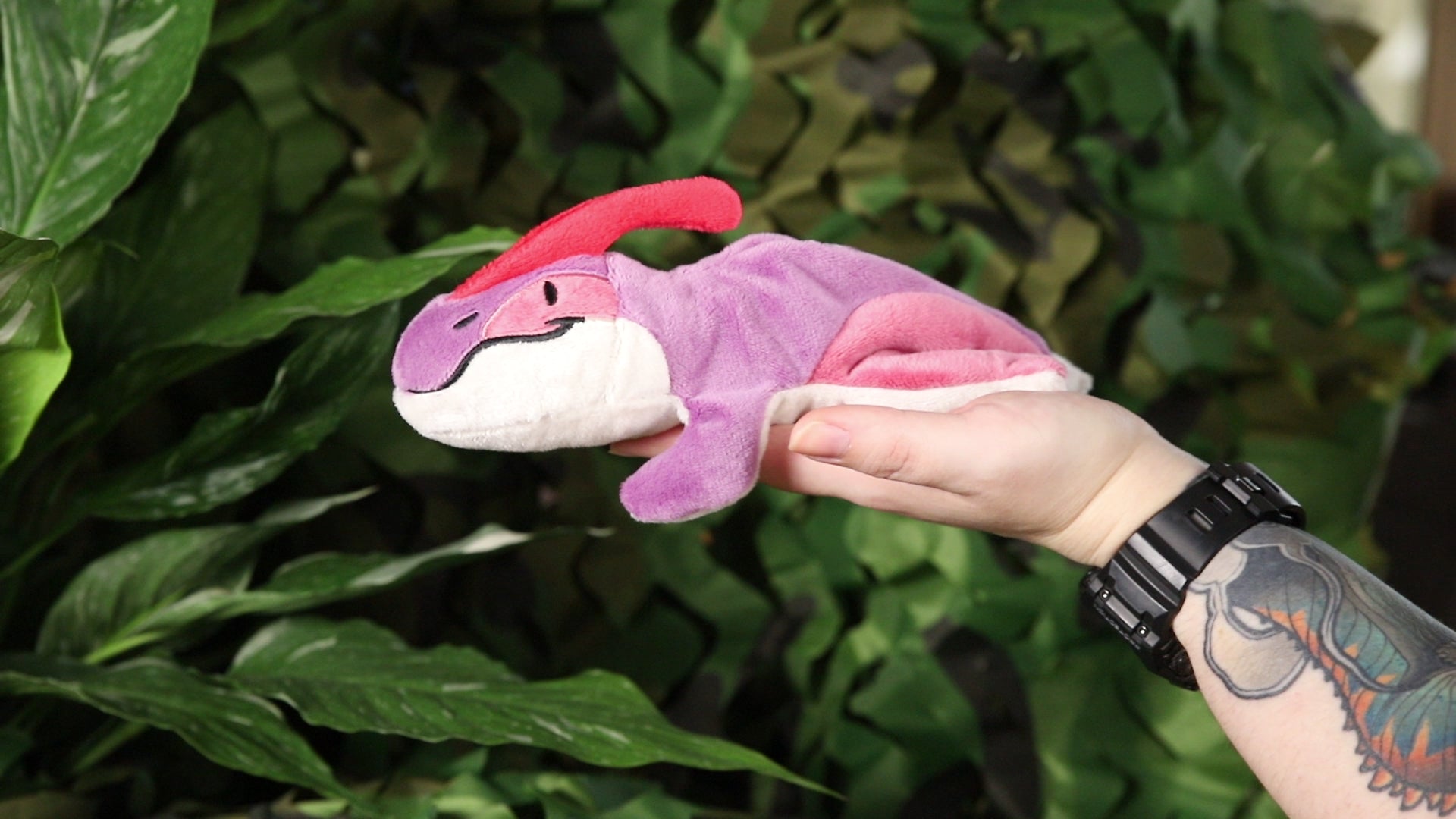 Pasha the Parasaurolophus