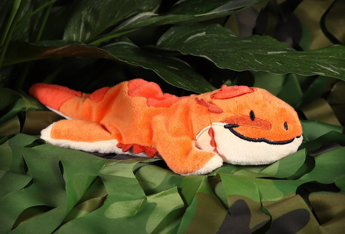 Balduin the Bearded Dragon