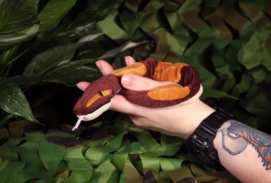 Bobby the Ballpython