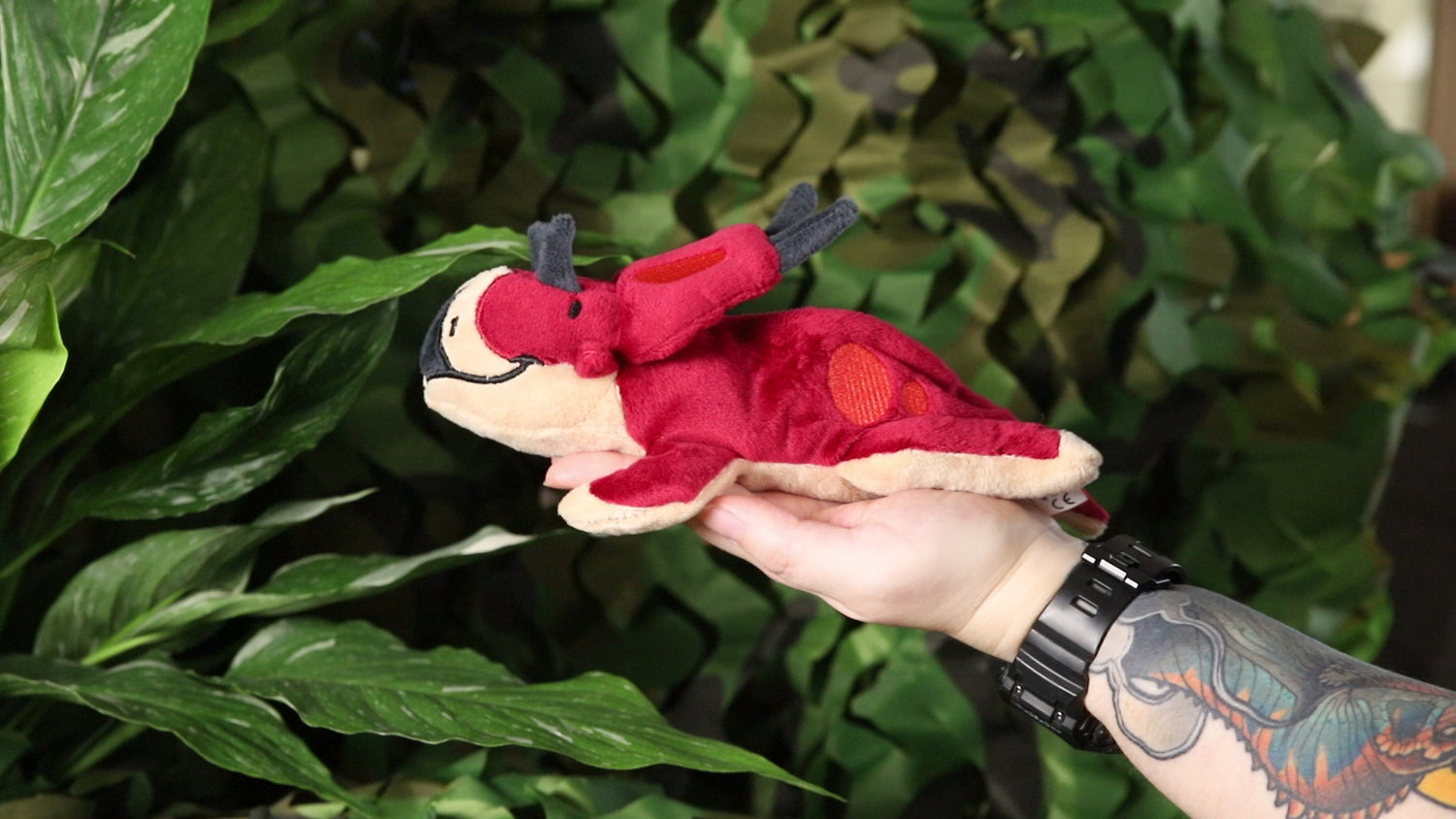 Dalia the Diabloceratops